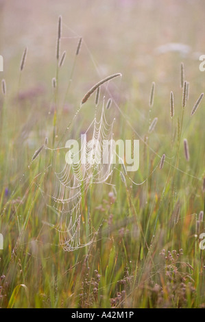 Wiese Wildblumen und Gräser mit taufrischen Stege und Morgennebel, Greater Sudbury, Ontario, Kanada Stockfoto