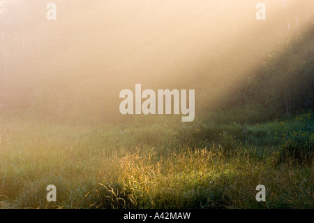 Morgenlicht an Nebel und Gräser der alten beaver Pond, Greater Sudbury, Ontario, Kanada Stockfoto
