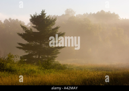 Morgenlicht an Nebel und Gräser der alten beaver Pond, Greater Sudbury, Ontario, Kanada Stockfoto