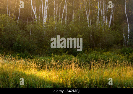 Morgenlicht an Nebel und Gräser der alten beaver Pond, Greater Sudbury, Ontario, Kanada Stockfoto