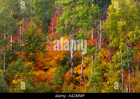 Espe Bäume mit Herbstlaub im Unterwuchs, Thunder Bay, Ontario, Kanada Stockfoto