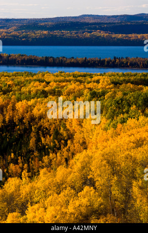 Aspen Wald mit Blick auf Lake Superior, Rossport, Ontario, Kanada Stockfoto