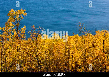 Aspen Wald mit Blick auf Lake Superior, Rossport, Ontario, Kanada Stockfoto