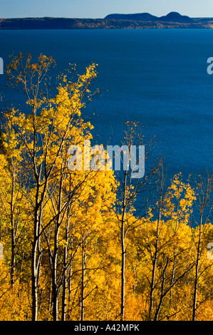 Aspen Wald mit Blick auf Lake Superior, Rossport, Ontario, Kanada Stockfoto