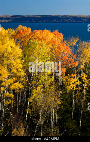 Aspen Wald mit Blick auf Lake Superior, Rossport, Ontario, Kanada Stockfoto