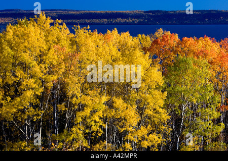 Aspen Wald mit Blick auf Lake Superior, Rossport, Ontario, Kanada Stockfoto