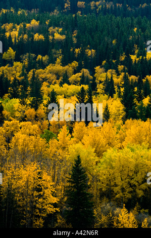 Aspen und Nadelbaum auf Hügel in der Nähe von Elkwater in Cypress Hills, Cypress Hills Interprovincial Park, Alberta, Kanada Stockfoto