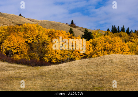 Herbst-Farbe auf Cypress Hills, Cypress Hills Interprovincial Park, Alberta, Kanada Stockfoto