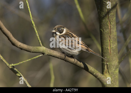 Reed Bunting Emberiza Schoeniclus Männchen Mauser in Zucht Gefieder, Carsington Wasser, Derbyshire Stockfoto