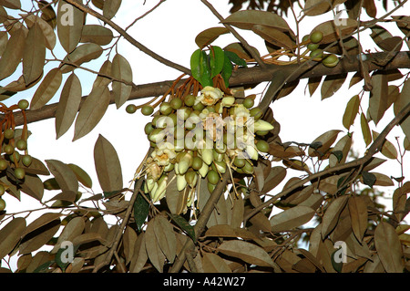 Durian Blumen der üblen riechenden leckere Früchte aus Asien Vietnam Vietnam Durio Zibethinus eine große Delikatesse Stockfoto