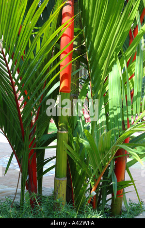 Lippenstift Palm Siegellack Palm Cyrtostachys Renda rot ergeben sich tropische asiatische Pflanze Stockfoto