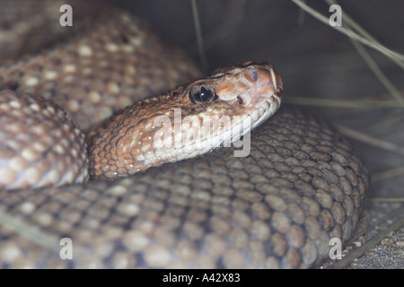 Insel Aruba-Klapperschlange Stockfoto