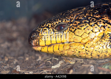 Gestromt blau genutet Skink Stockfoto