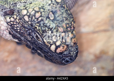 Exuma Island Iguana Stockfoto