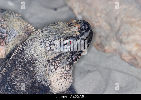 Exuma Island Iguana Stockfoto