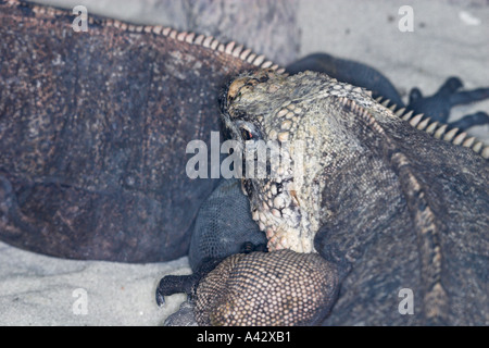 Exuma Island Iguana Stockfoto