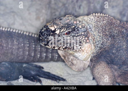 Exuma Island Iguana Stockfoto