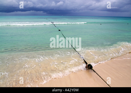 Launisch Mexikanische Marine an der Küste Playa del Carmen Quintana Roo State Yucatan Peninsula Mexiko Mittelamerika Stockfoto