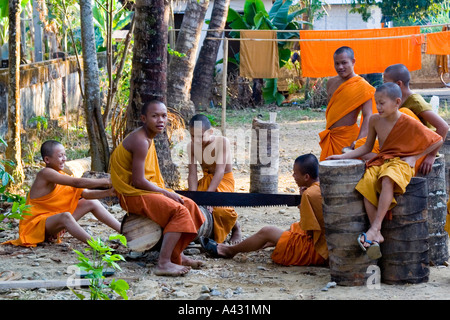 Novizen Sägen Palm Tree Wat Simixay Yaram Vang Vieng Laos Stockfoto