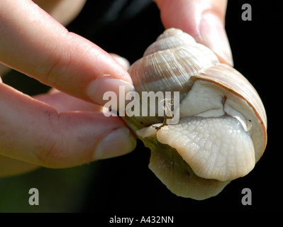 Essbare römische Schnecke Helix Pomatia Sheepleas West Horsley Surrey England UK 27. August 2006 Stockfoto