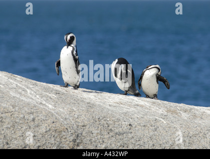 Drei afrikanische oder Jackass Pinguine Spheniscus Demersus stehend auf einem Felsen und Pflege selbst Stockfoto