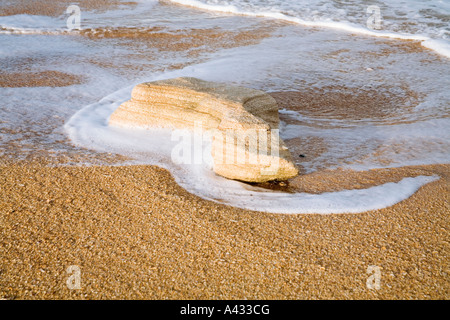 Stück von Coquina Felsen am Strand, Washington Eichen Gärten State Park, Palm Coast, Florida, USA Stockfoto