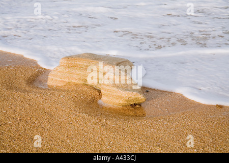 Stück von Coquina Felsen am Strand, Washington Eichen Gärten State Park, Palm Coast, Florida, USA Stockfoto