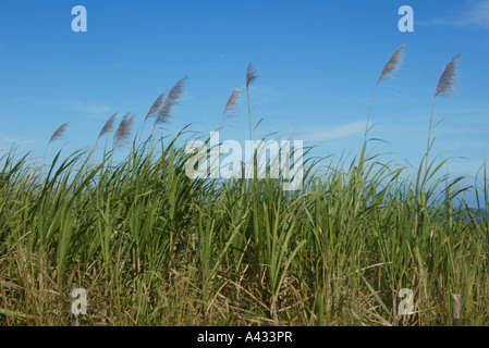 Zuckerrohr (Saccharum Officinarum) wächst auf Viti Levu (große Fidschi) im Süd-Pazifik. Stockfoto