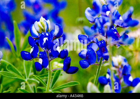 Texas Bluebonnets Stockfoto