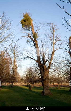 Mistel in Bushy Park Middlesex, in der Nähe von Hampton Court Palace Stockfoto