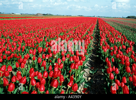 Große Felder von Tulpen in der holländischen Landschaft wachsenden Stockfoto