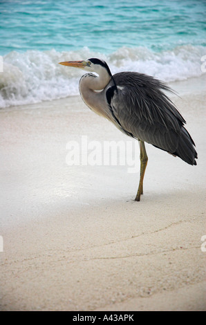 Die grau Reiher Ardea Cinerea Stalking über den Rand des Meeres auf der Suche nach Fisch. Stockfoto