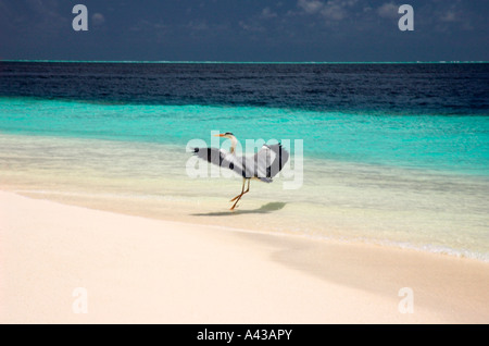 Die grau Reiher Ardea Cinerea Stalking über den Rand des Meeres auf der Suche nach Fisch. Stockfoto