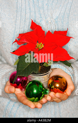 Kugeln und Weihnachtsstern Stockfoto