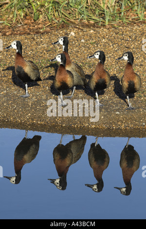 White-faced Wistling Ente Dendrocygna Viduata Gefangenschaft UK winter Stockfoto