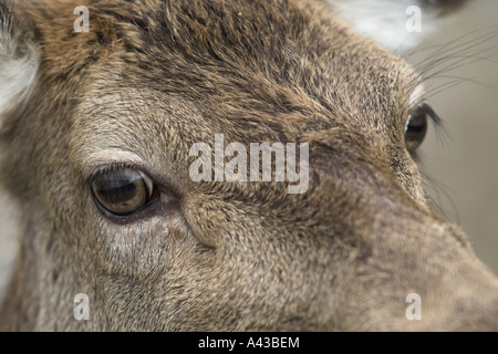 Rothirsch Cervus Elaphus Hind Nahaufnahme Gesicht UK winter Stockfoto