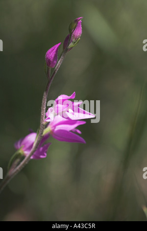 Red Helleborine Cephalanthera Rubra Windstaerke Sur Gervanne Vercors national park Frankreich Stockfoto