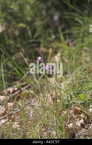 Red Helleborine Cephalanthera Rubra Windstaerke Sur Gervanne Vercors national park Frankreich Stockfoto