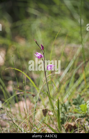 Red Helleborine Cephalanthera Rubra Windstaerke Sur Gervanne Vercors national park Frankreich Stockfoto