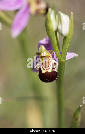 Biene Orchidee Ophrys Apifera Blume Nahaufnahme Vercors Frankreich Stockfoto