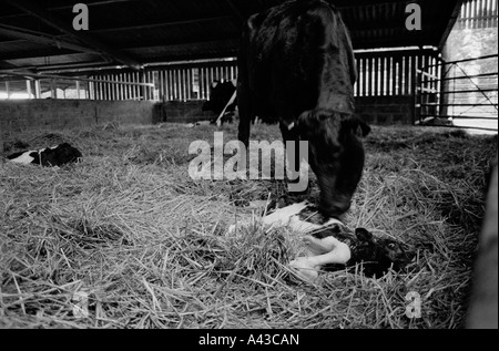 G.b. England, Devon. Kalbende Schuppen auf Quickes Gutshof. 2002. Stockfoto