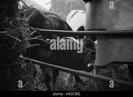 G.b. England, Devon. Kalbende Schuppen auf Quickes Gutshof. 2002. Stockfoto