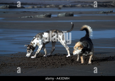 12 Wochen alten Lurcher Welpen.  Red Merle-Färbung mit Mischling am Strand Stockfoto