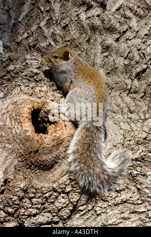 amerikanische Grauhörnchen mit Nest im Baum im Central Park in Manhattan New york Stockfoto