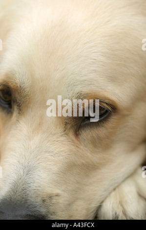 Kurz geschoren eines golden Retrievers, sehr leid für sich selbst sucht Stockfoto