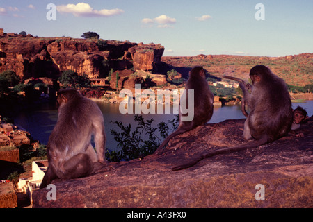 Affen von einer Klippe in Richtung Agastya See in Badami im Distrikt Bagalkot von Karnataka, Indien im Blick Stockfoto