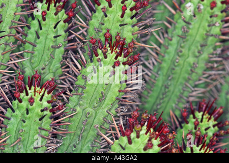 Roten Stacheln oder afrikanischen Milch Kaktus (Euphorbia Atrispina) Stockfoto