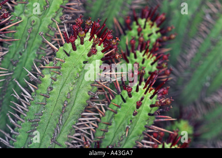 Euphorbia Atrispina roten Stacheln oder afrikanischen Milch Kaktus Stockfoto