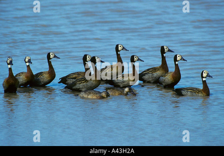 Weißen konfrontiert Pfeifen-Ente Dendrocygna viduata Stockfoto