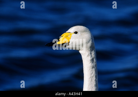 Whooper Schwan Cygnus Cygnus Kopf im Profil Stockfoto